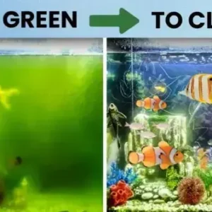 Rosopl® Aquariums Aqua-Guardian Blend