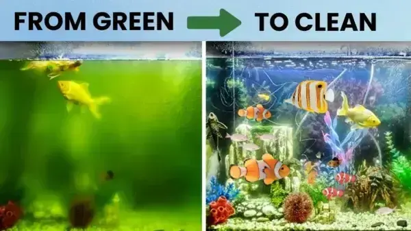 Rosopl® Aquariums Aqua-Guardian Blend