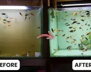 Rosopl® Aquariums Aqua-Guardian Blend