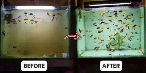 Rosopl® Aquariums Aqua-Guardian Blend