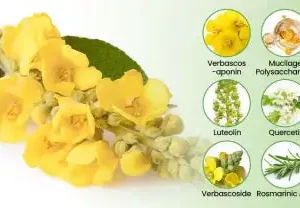 NEYEROS® Botanical Mullein Lung Cleanse Diffuser